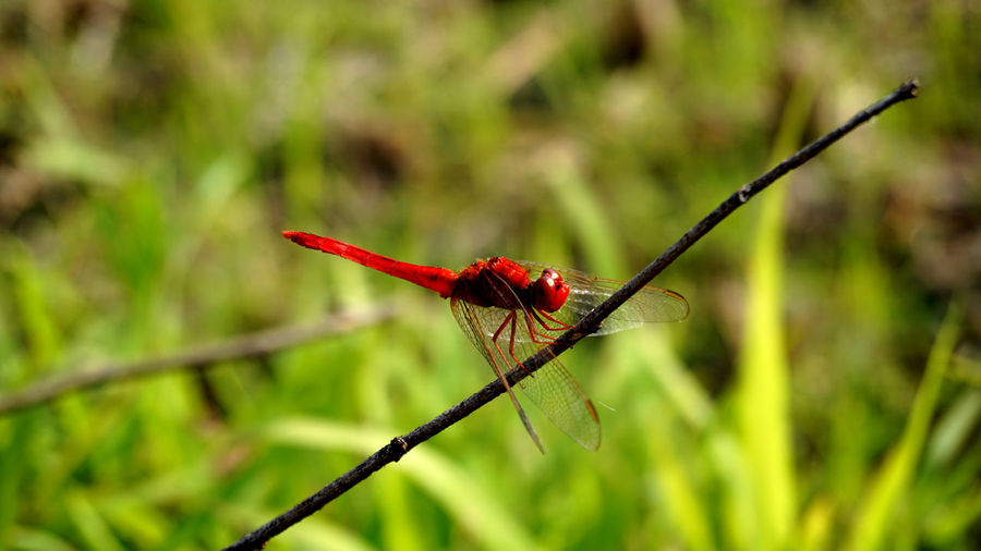 Close-up of dragonfly on plant