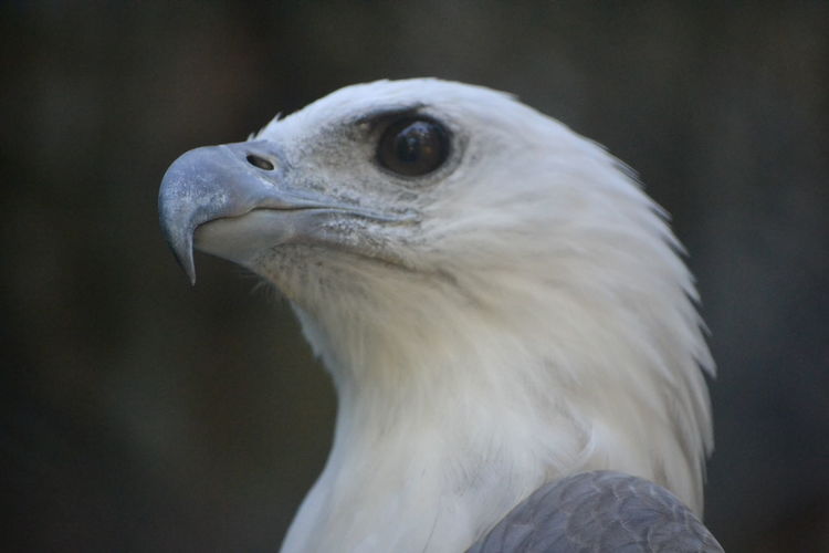 Close-up of a bird