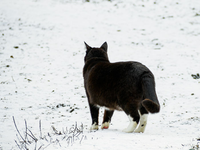 Portrait of cat walking on snow covered field