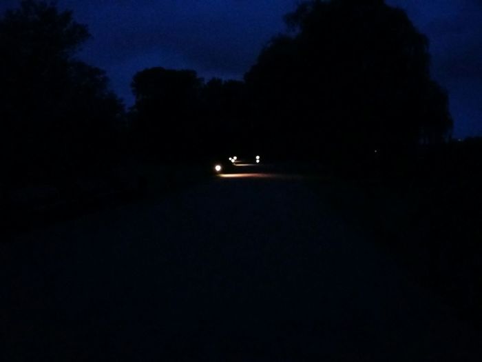 Silhouette of trees at night