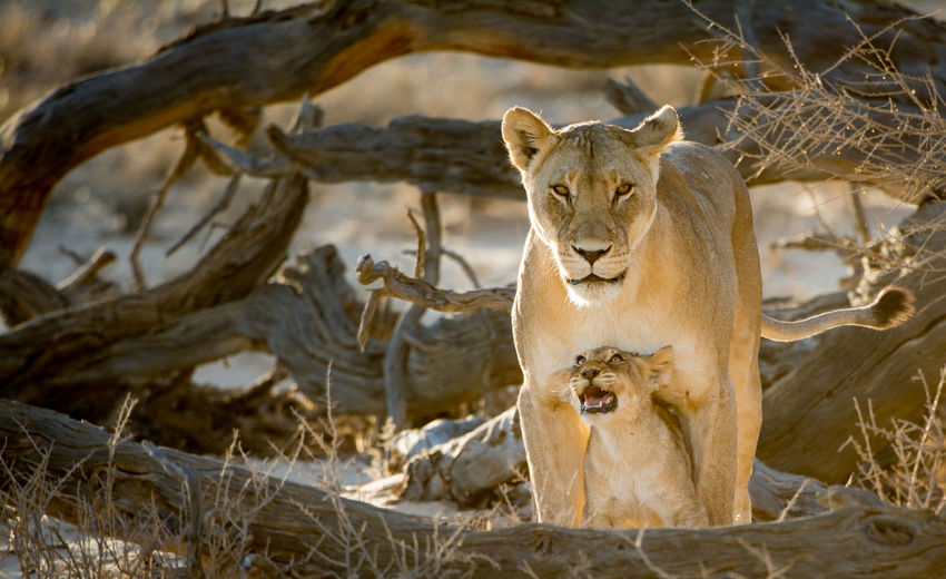 Two lions outdoors