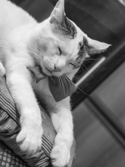High angle view of cat resting