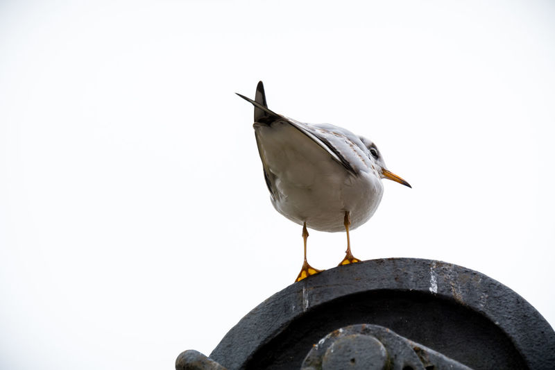 Low angle view of seagull perching on metal against clear sky