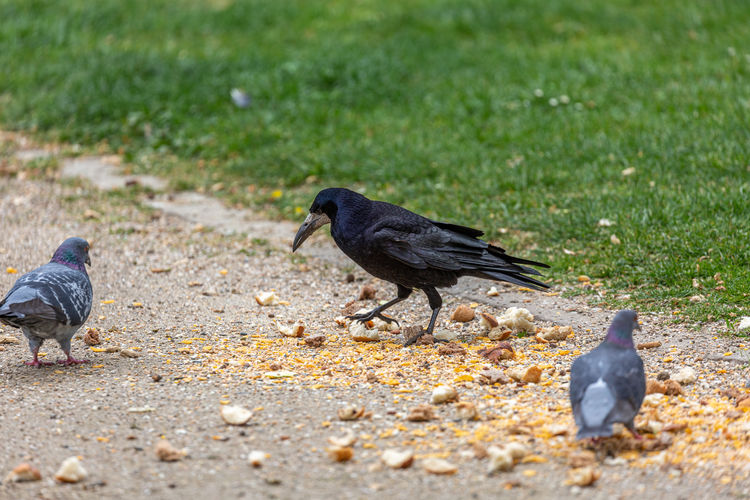 Raven and pigeons eat in park