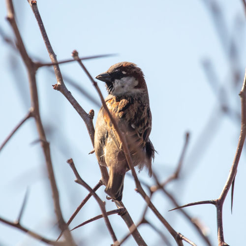 Low angle view of bird perching on branch