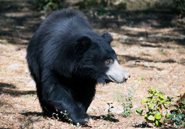 Black bear is walking toward front in jungle.