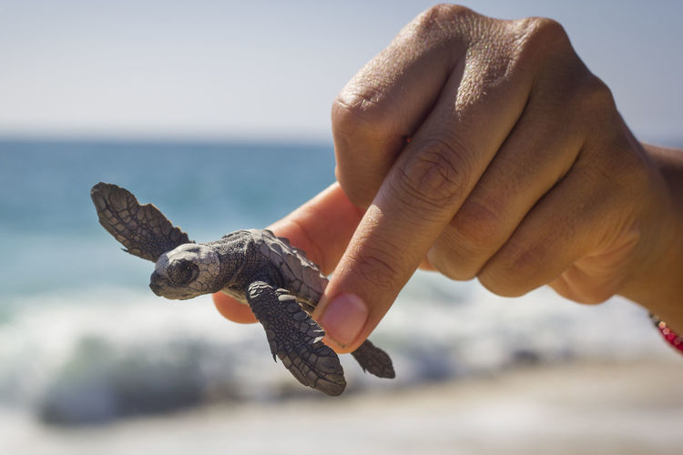 Baby turtle held by a woman's hand ready to be released into the sea