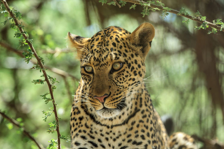 A portrait of a wild african leopard