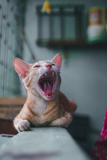 Cat yawning while sitting in the balcony