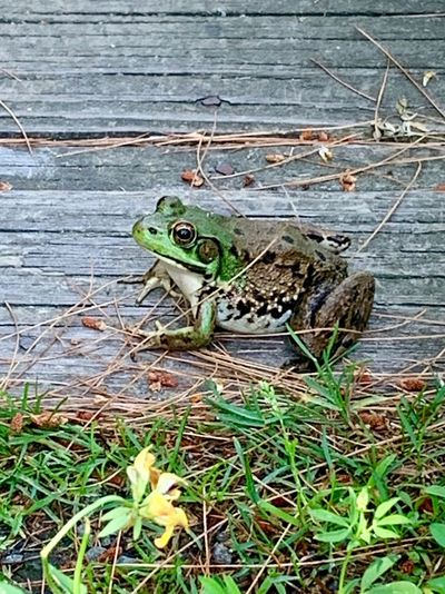 High angle view of frog on grass
