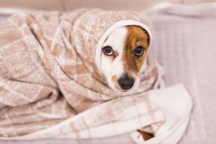 Close-up portrait of dog wrapped in towel on bed