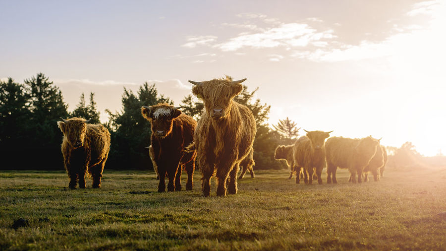 Highland cattle on landscape against sky