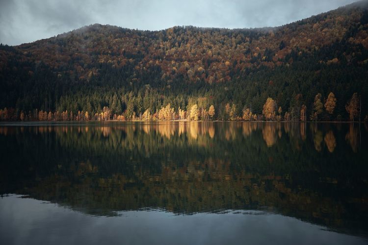 Moody autumn landscape.trees reflected in volcanic lake at sunrise.sfanta ana, transylvania,romania.