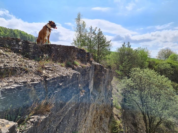 View of dog on rock against sky