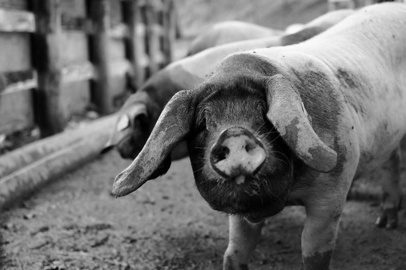 Close-up of pig