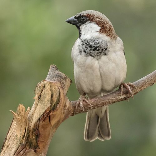 Close-up of sparrow perching on twig
