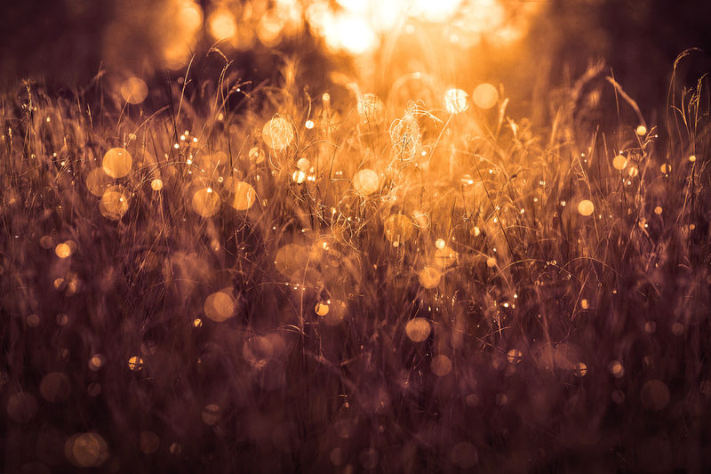Close-up of grass during sunset