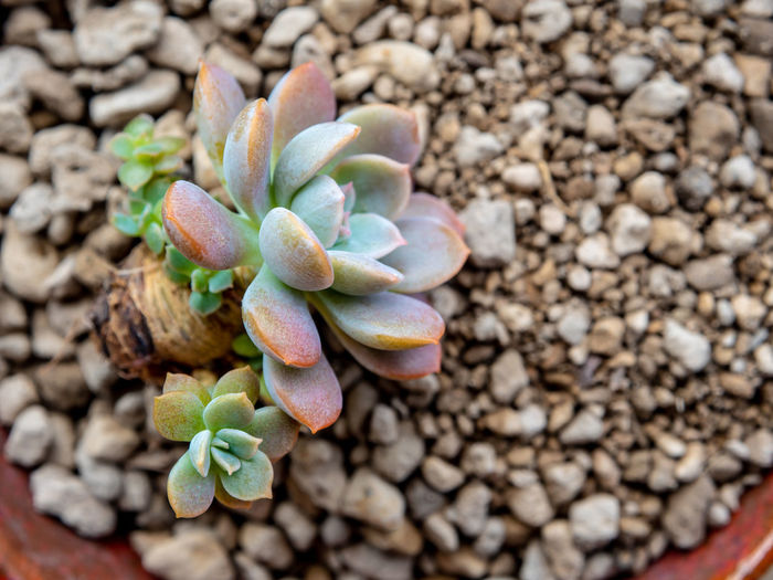 High angle view of succulent plant on stones