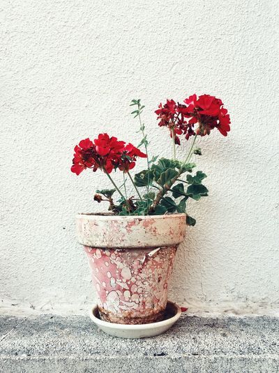 Red geranium flowers growing in pot by wall