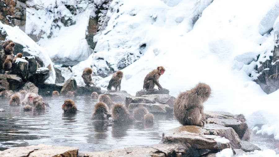 Japanese macaque in hot spring during winter