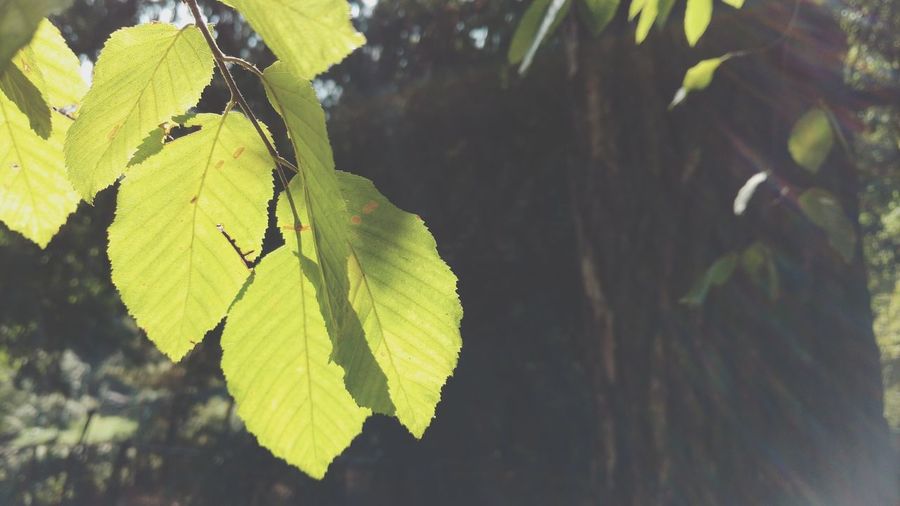 Close-up of green leaves