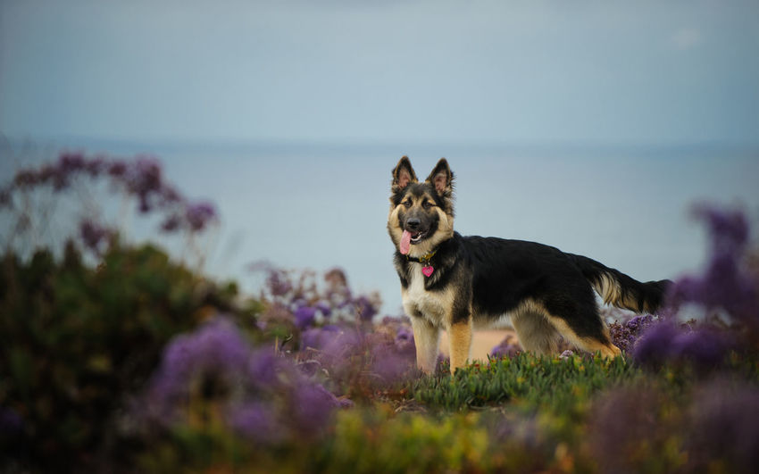 Side view of dog on field 