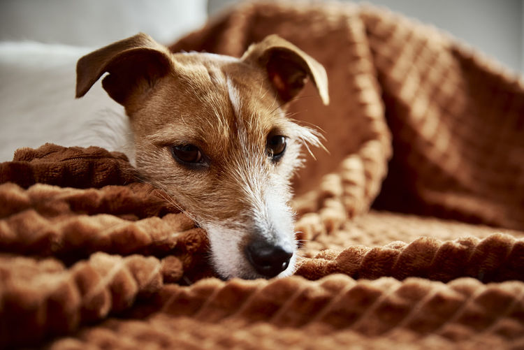Dog lazing on couch