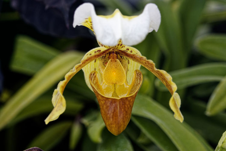 Cypripedium parvifolium
