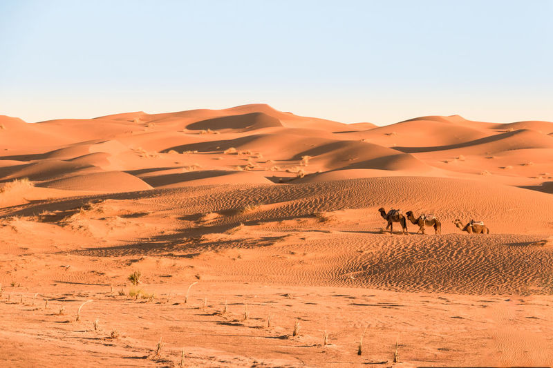 Camels in caravan through the desert dunes of erg chebbi, morocco