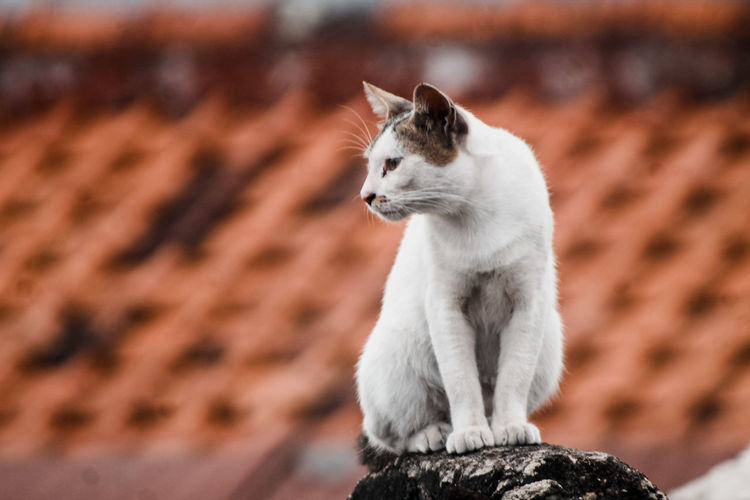 Cat looking away