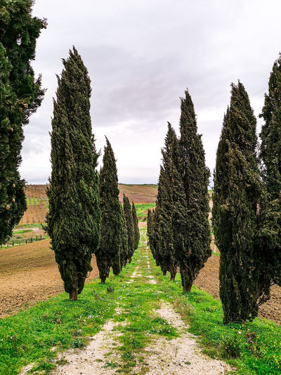 Trees growing on field against sky