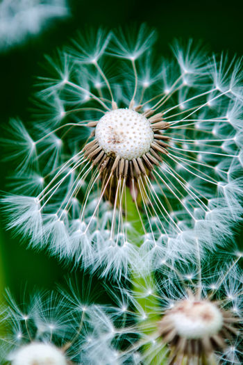 Close-up of dandelion