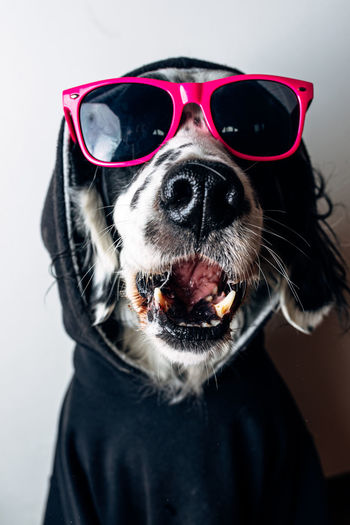 Cute dog in hoodie and sunglasses