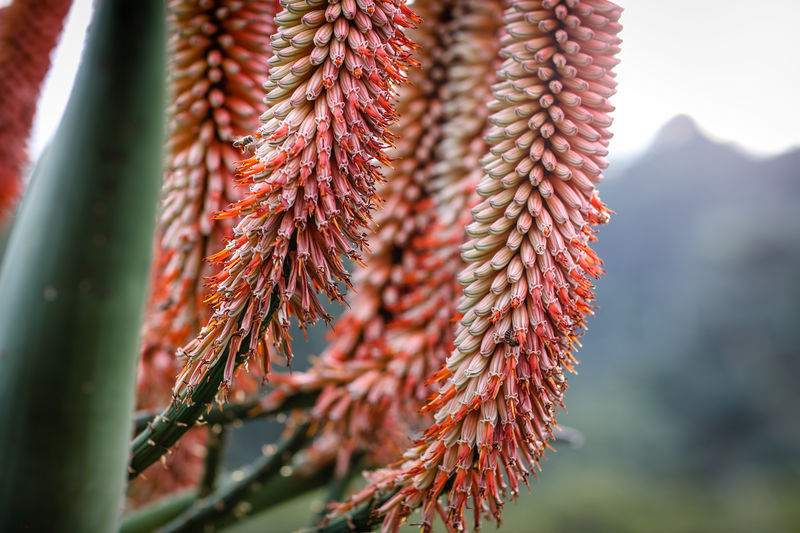 Close up of aloe flowers 