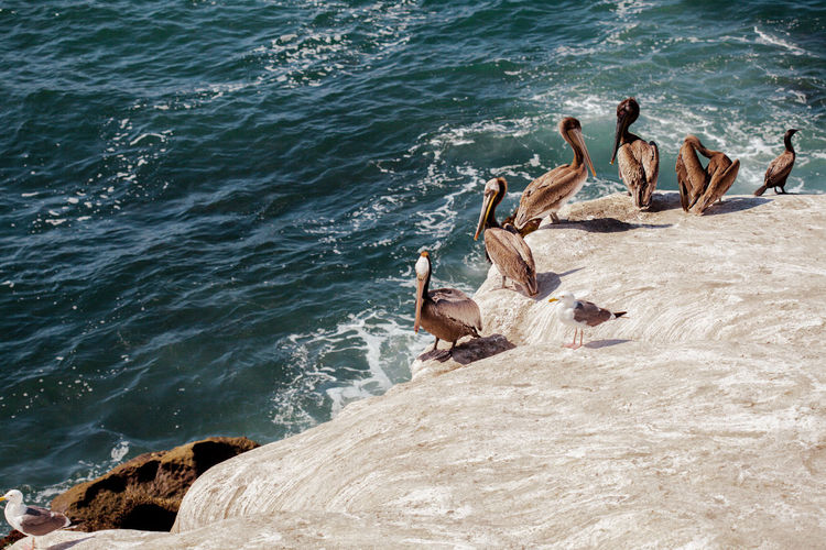 High angle view of pelicans on rocks by sea