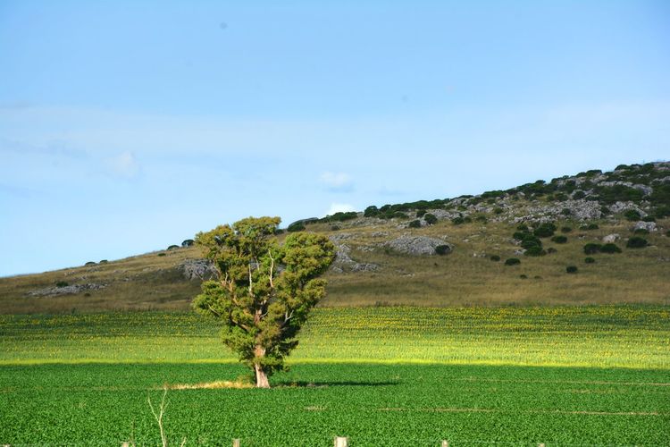 Scenic view of farm against sky