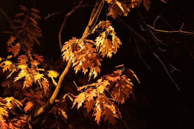 Low angle view of plants against trees at night
