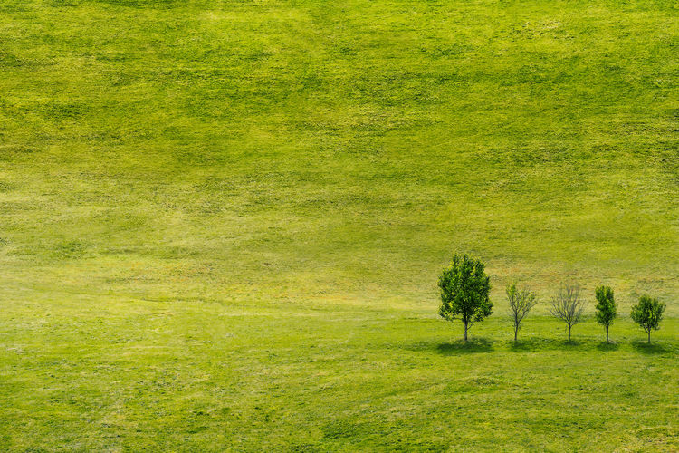 Minimal scenic view of trees on field
