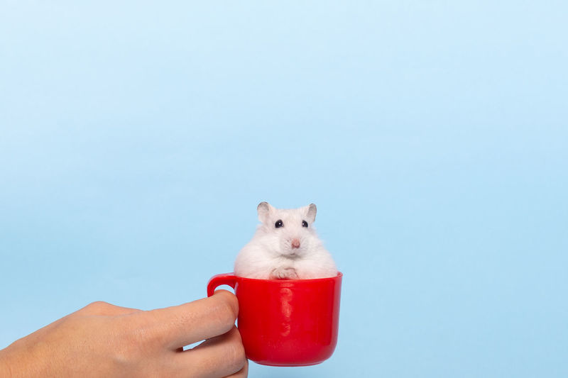 Midsection of person holding red cup against white background