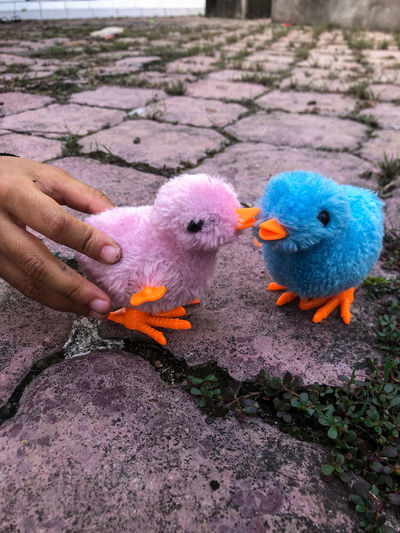 This is a children's toy in the shape of a pink and blue chick