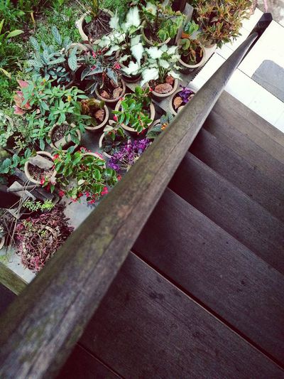 High angle view of potted plants on wooden table
