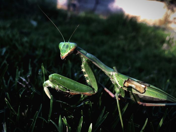 Close-up of praying mantis on grass