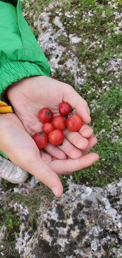 In the hands of a rosehip