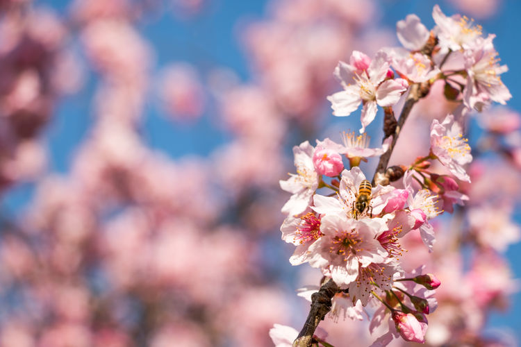 Close-up of pink flowers blooming on tree