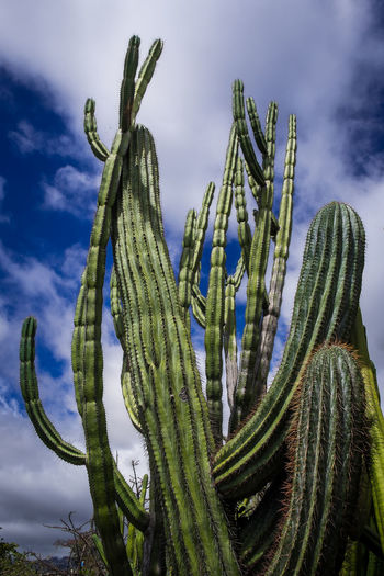 Low angle view of cactus plant growing on field against sky