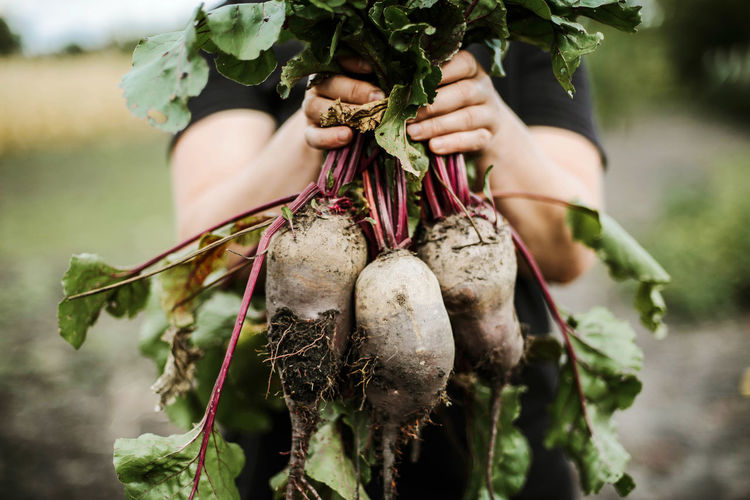 Cropped image of farm worker holding beetroots at organic farm