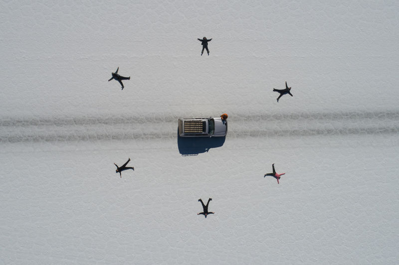 Flock of birds flying in the winter