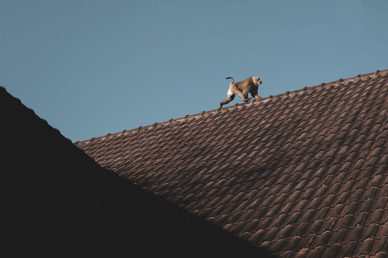 Low angle view of monkey walking on roof against sky