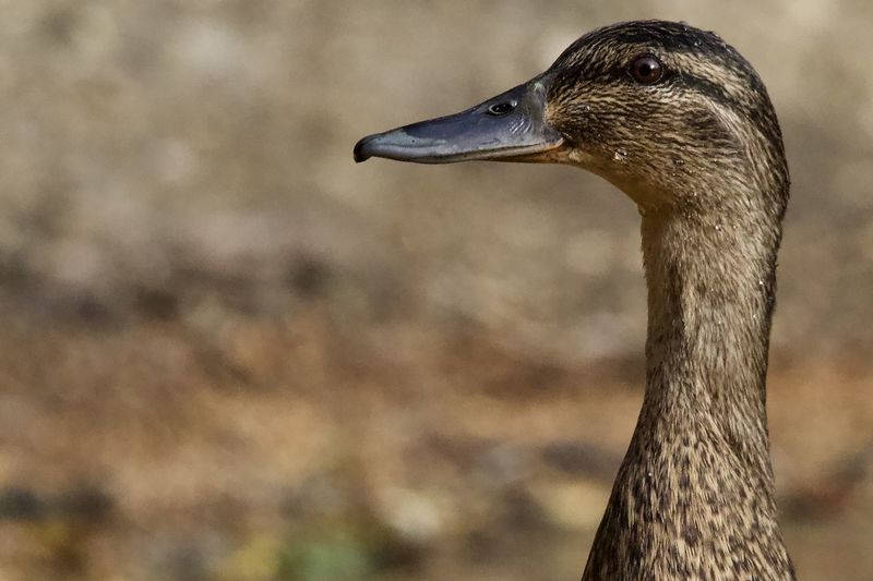 Close-up of a bird