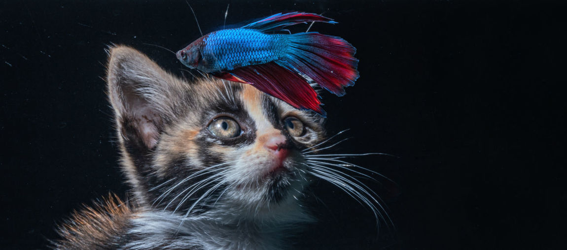 Close-up of cat looking to a fish